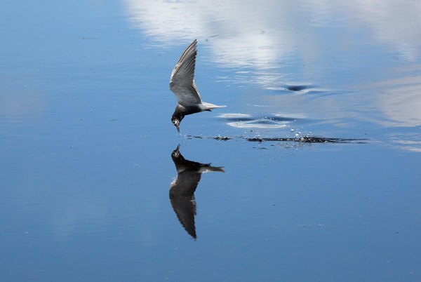 Drinken, Zouweboezem.