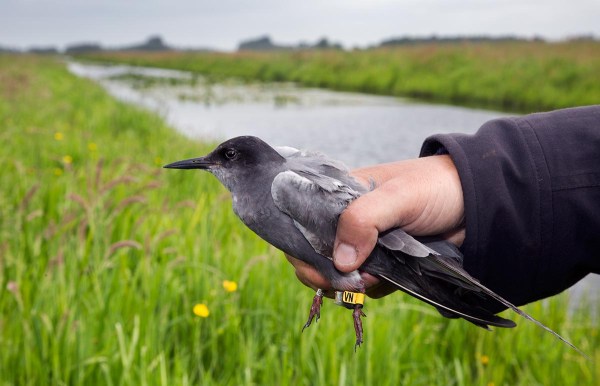 Foto  van een Zwarte Stern, Krimpenerwaard