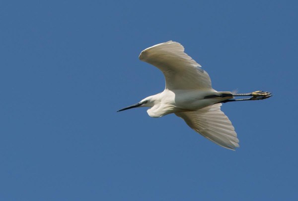 Foto van een Kleine Zilverreiger, Serchio monding, Toscane, Italië