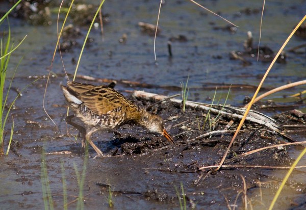 Foto van een Waterral, Oasi Massaciuccoli, Toscane, Itallë
