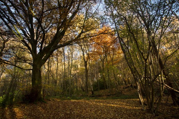 Foto van het Groote Bosch, Geuldal, Slenaken