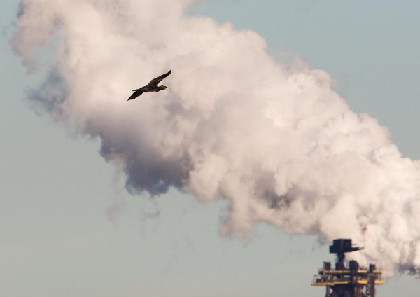 Foto van een Aalscholver, Velsen-Noord.