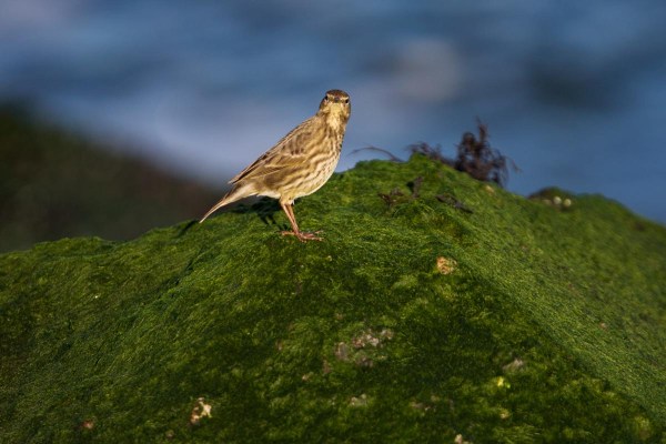 Foto van een Oeverpieper, Zuidpier, IJmuiden