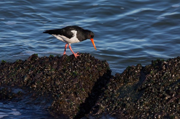 Foto van een Scholekster, Zuidpier, IJmuiden