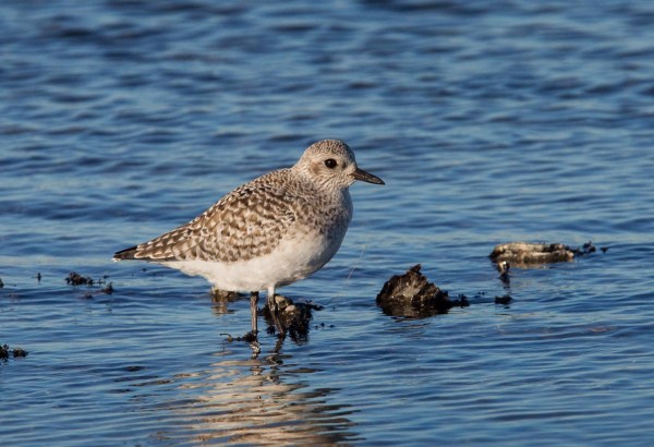 Foto van een Zilverplevier, Brouwersdam
