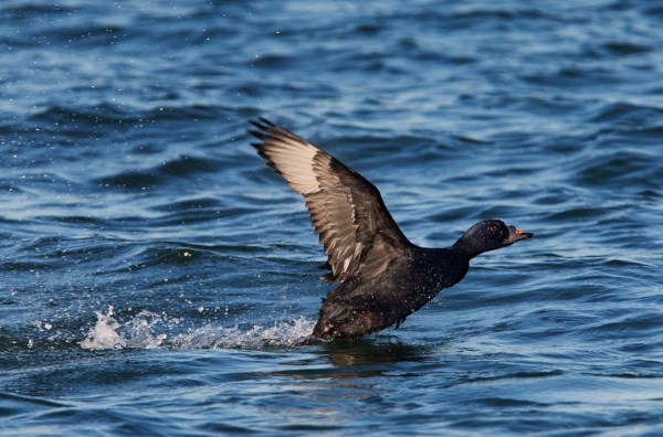 Foto van een Zwarte zee-eend, Brouwersdam