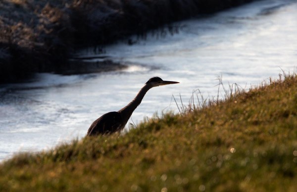 Foto van een Blauwe Reiger, Wieringen