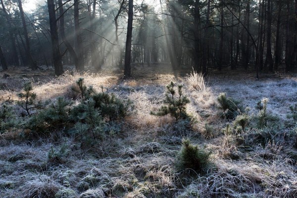 Foto van Nationaal Park Hoge Veluwe, Nederland