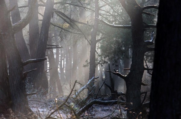 Foto van Nationaal Park Hoge Veluwe, Nederland
