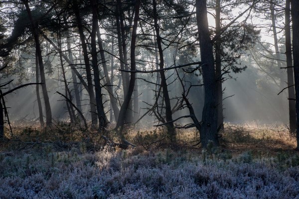 Foto van Nationaal Park Hoge Veluwe, Nederland