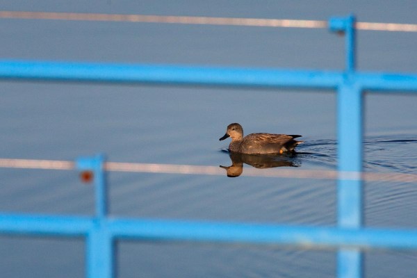 Foto van een Krakeend, Wieringen