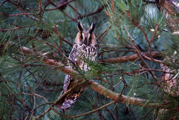 Foto van een Ransuil, Hippolytushoef, Wieringen
