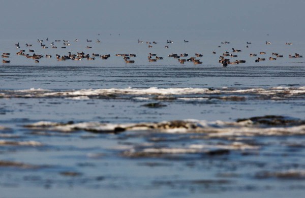 Foto van het wad, Wieringen