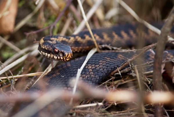 Foto van een Adder, Bargerveen