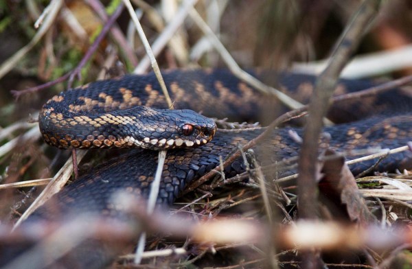 Foto van een Adder, Bargerveen