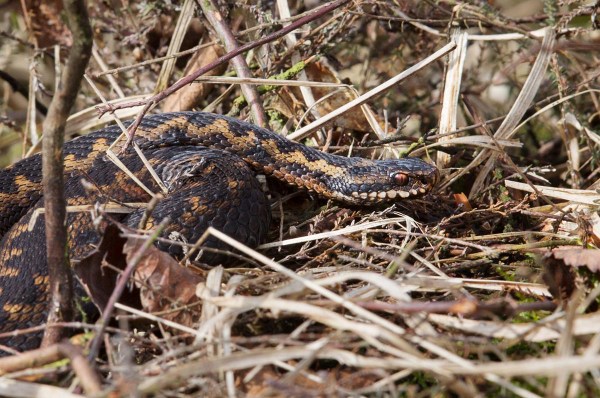 Foto van een Adder, Bargerveen