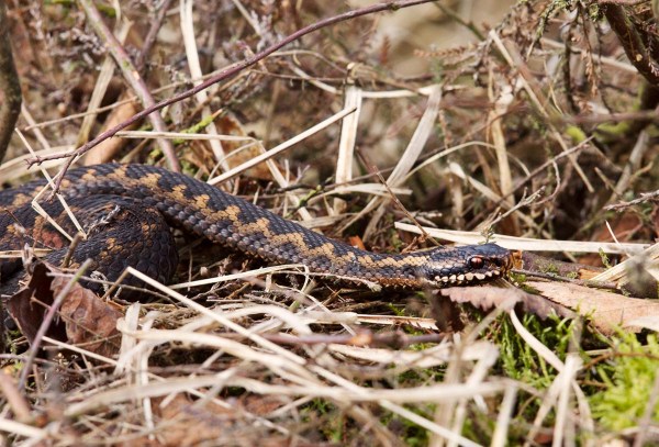Foto van een Adder, Bargerveen