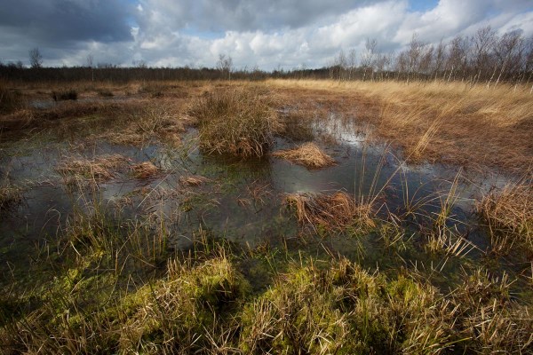 Foto van het Bargerveen, Drenthe