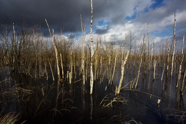 Foto van het Bargerveen, Drenthe