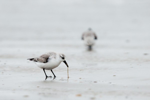 Foto van een Drieteenstrandloper, Ameland