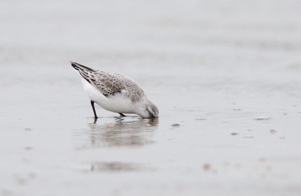 Foto van een Drieteenstrandloper, Ameland