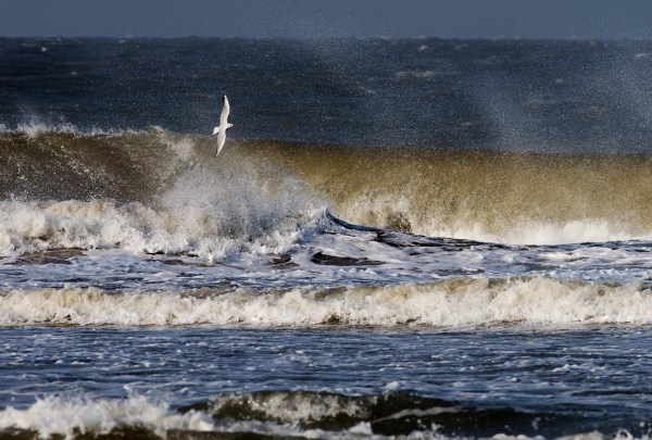 Foto van een Kokmeeuw, Ameland