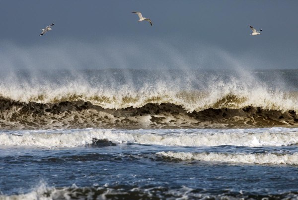 Foto van Stormmeeuwen, Ameland