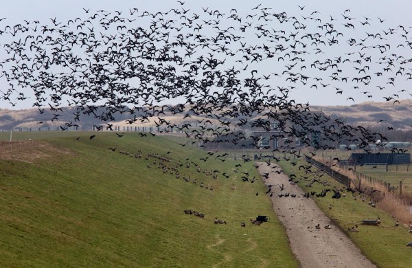 Foto van Rotganzen, Ameland