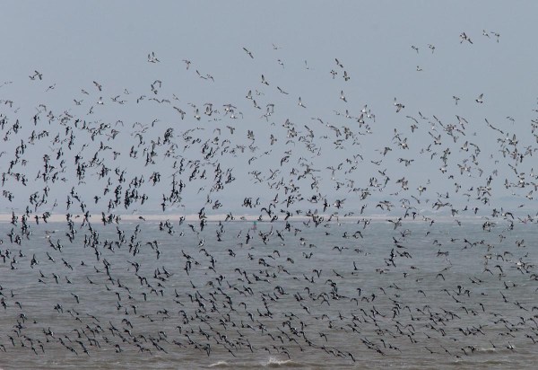 Foto van Scholeksters, Ameland