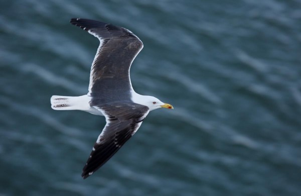 Foto van een Kleine Mantelmeeuw, Texel, Nederland