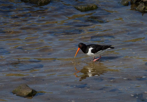 Foto van een Scholekster, Binnenwatering, Katwijk