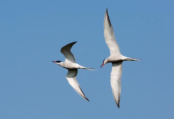 Foto van Visdieven, Texel, Nederland