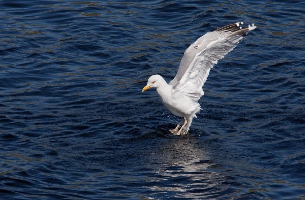 Foto van een Zilvermeeuw, Binnenwatering, Katwijk