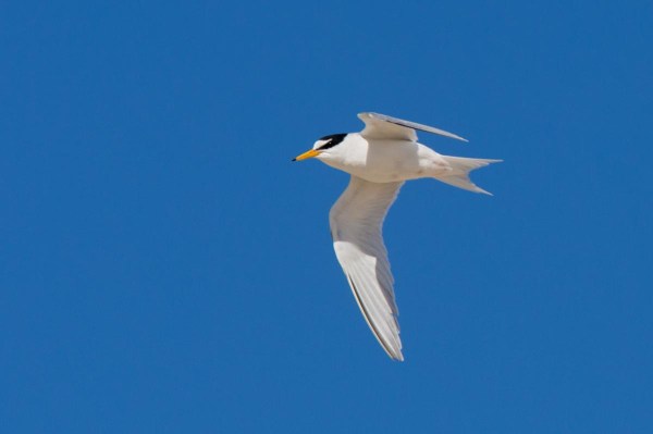 Foto van een Dwergstern, Texel, Nederland