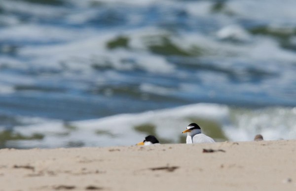 Foto van Dwergsterns, Texel, Nederland