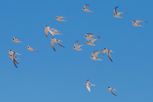 Foto van Dwergsterns, Texel, Nederland