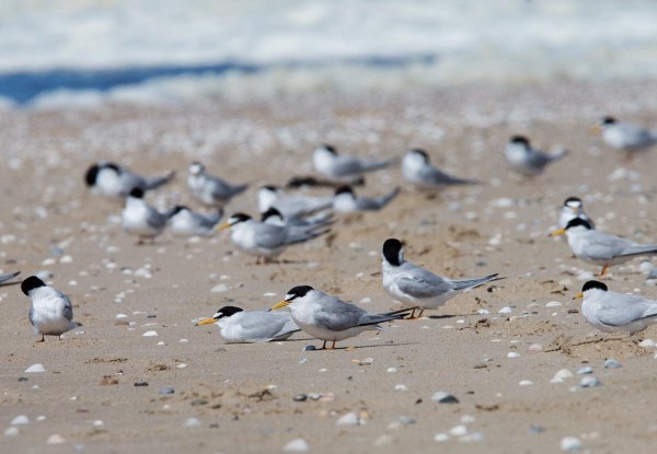 Foto van Dwergsterns, Texel, Nederland
