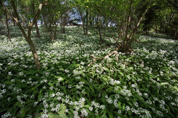 Foto van Daslook, Savelsbos, Zuid-Limburg