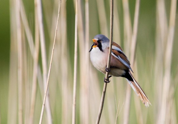 Foto van een Baardman, Nationaal Park Lauwersmeer