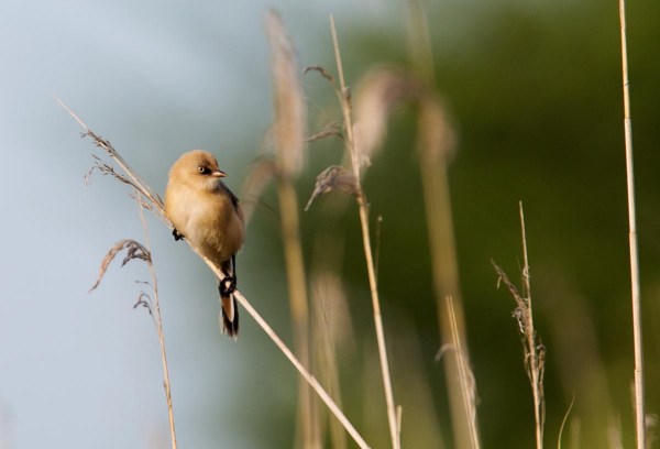 Foto van een Baardman, Nationaal Park Lauwersmeer