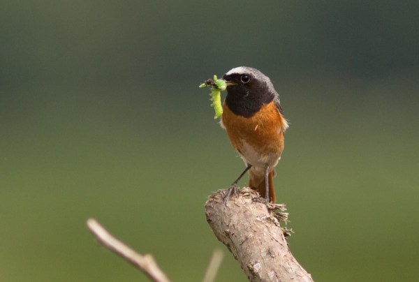 Foto van een Gekraagde Roodstaart, Achterhoek
