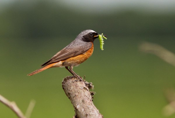 Foto van een Gekraagde Roodstaart, Achterhoek