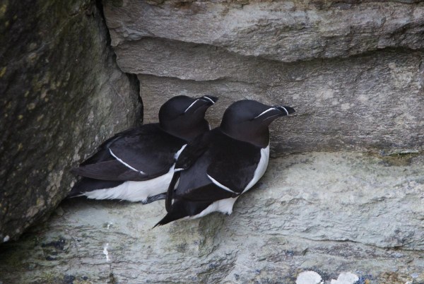 Foto van Alken, Castle O’ Burrian, Westray, Orkney