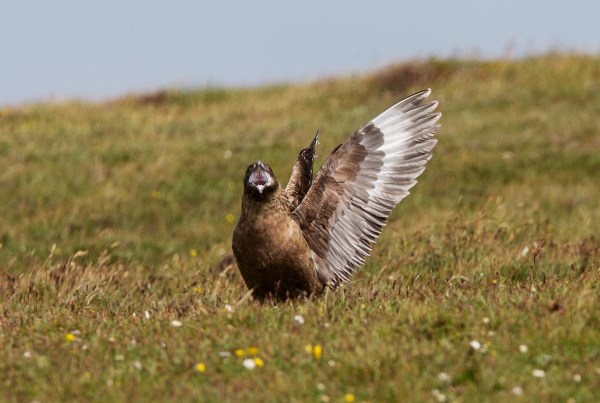 Foto van een Grote Jager, nature reserve North Hill, Papa Westray, Orkney