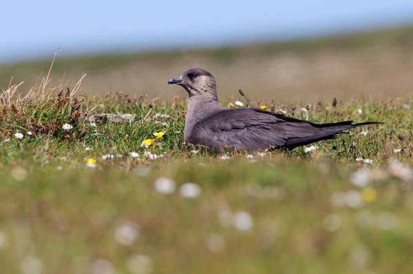 Foto van een Kleine Jager, nature reserve North Hill, Papa Westray, Orkney