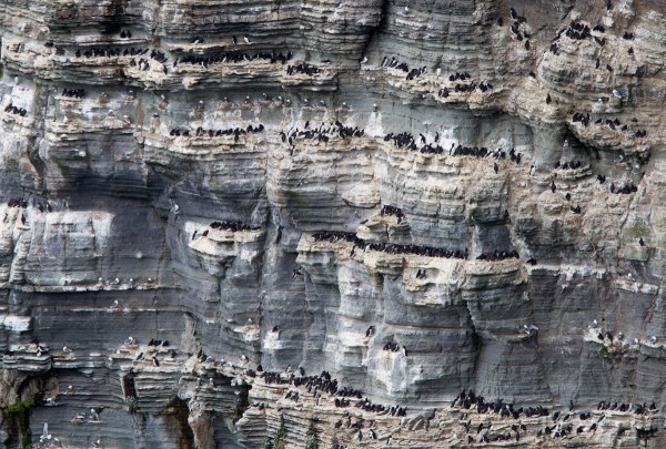Foto van Zeekoeten en Drieteenmeeuwen, Marwick Head, Mainland, Orkney