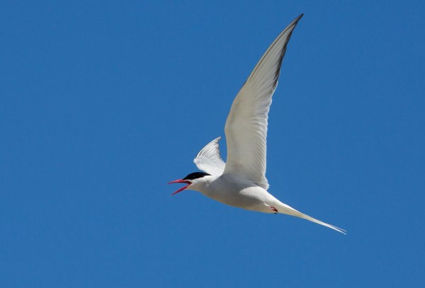 Foto van een Noordse Stern, natuurreservaat North Hill, Papa Westray, Orkney