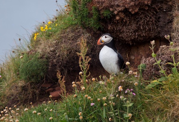 Foto van een Papegaaiduiker, Rapness Mill, Westray, Orkney