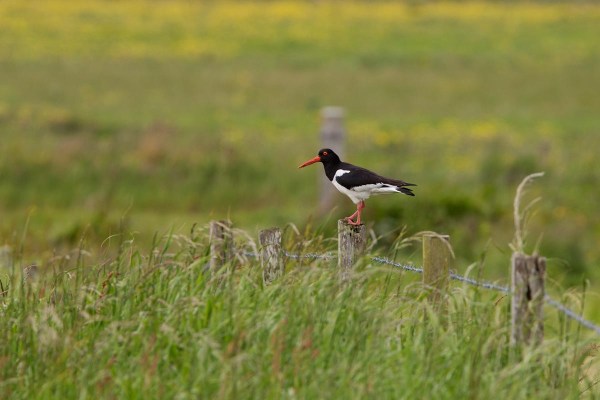 Foto van een Scholekster, Westray, Orkney
