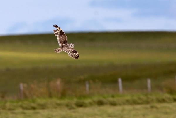 Foto van een Velduil, East Mainland, Orkney